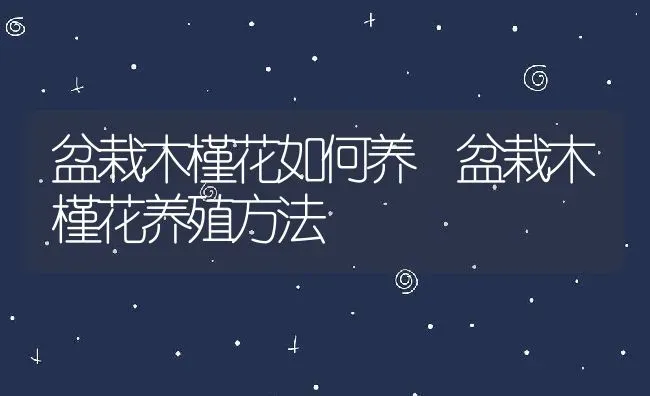 盆栽木槿花如何养 盆栽木槿花养殖方法 | 养殖资料投稿