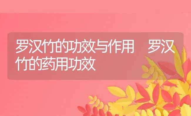 罗汉竹的功效与作用 罗汉竹的药用功效 | 养殖资料投稿