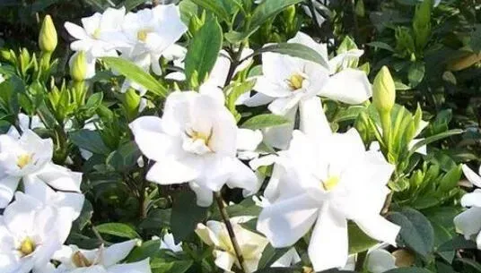 桅子花的养殖方法和注意事项有哪些