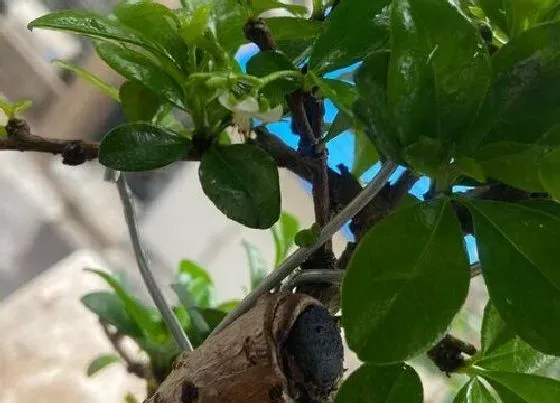 种植前景|茶树种植条件 适宜生长的环境要求