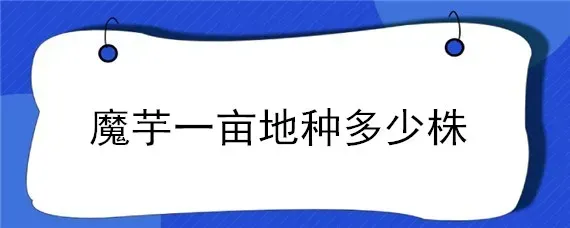 魔芋一亩地种多少株