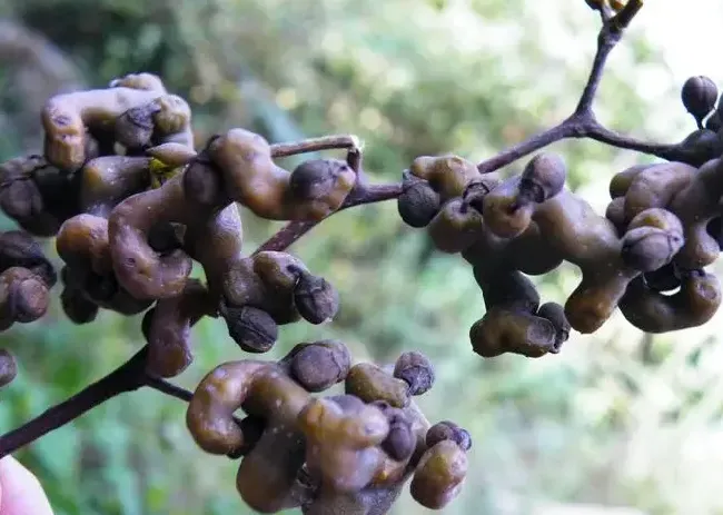 像树枝一样的水果是什么？种植意义是什么？