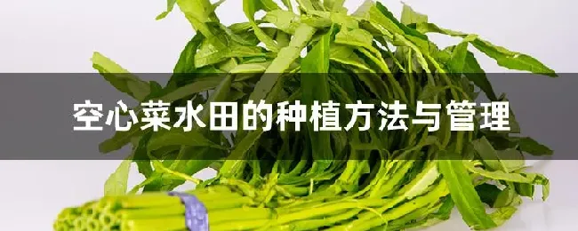 空心菜水田的种植方法与管理