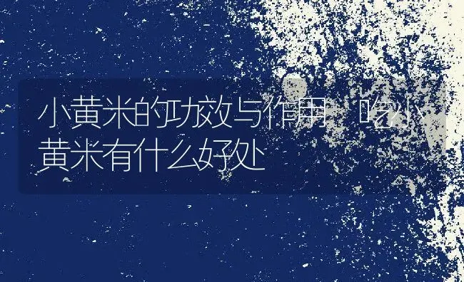 小黄米的功效与作用 吃小黄米有什么好处 | 养殖资讯