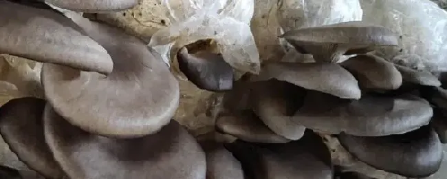 平菇菌袋防绿霉有绝招，平菇菌袋能承受多少温度