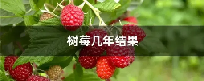 树莓几年结果