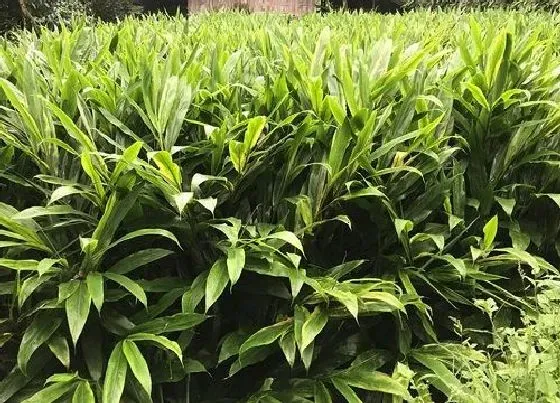 种植前景|种植洋火姜赚钱吗 种植的产量及利润