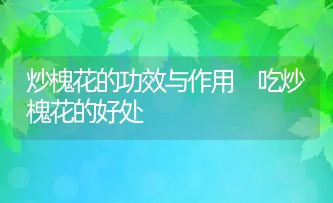 炒槐花的功效与作用 吃炒槐花的好处 | 养殖资料投稿