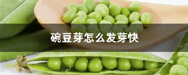 碗豆芽怎么发芽快