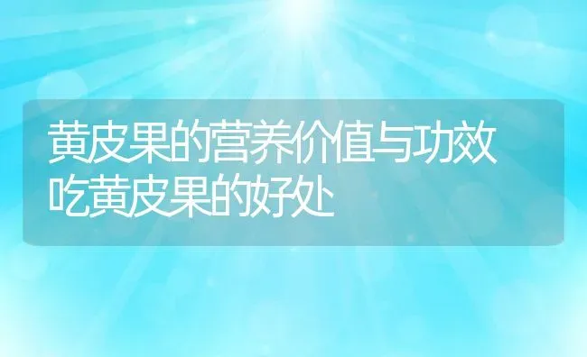 黄皮果的营养价值与功效 吃黄皮果的好处 | 养殖资料投稿