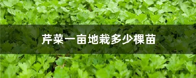 芹菜一亩地栽多少棵苗