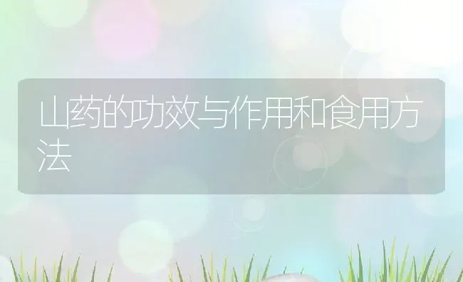 山药的功效与作用和食用方法 | 养殖资料投稿