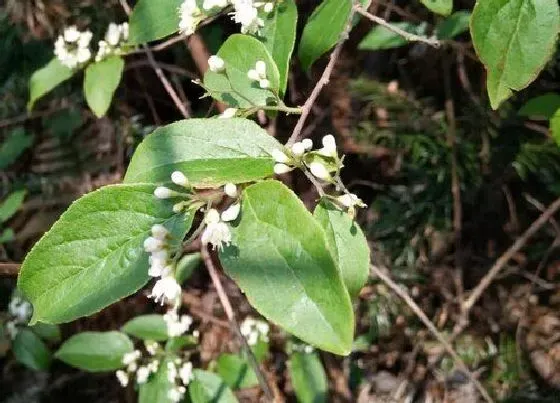 中药材|干旱地区适合种植什么药材 旱地种植什么药材抗旱产量高