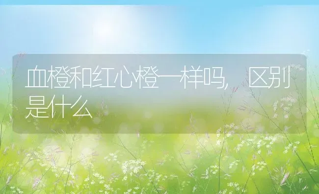 血橙和红心橙一样吗,区别是什么 | 养殖资讯