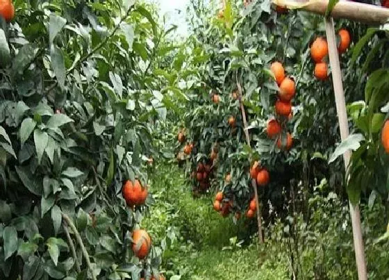 种植前景|沃柑种植条件 对气候、气温的要求