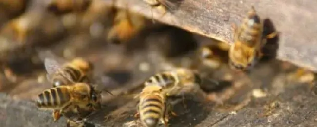 怎样介王最容易成功？