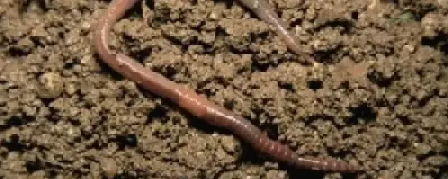 养殖蚯蚓的销路在哪里?泡沫箱养蚯蚓老往外爬出来是什么原因如何防止