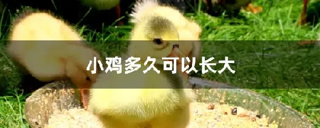 小鸡多久可以长大
