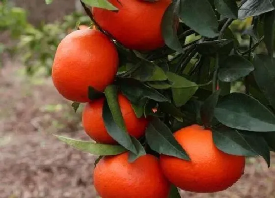 种植前景|沃柑种植条件 对气候、气温的要求