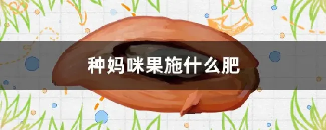 种妈咪果施什么肥