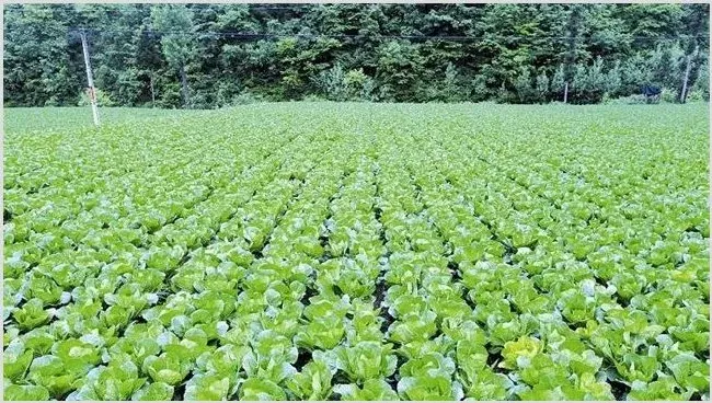 农村蔬菜种植项目 | 养殖项目前景