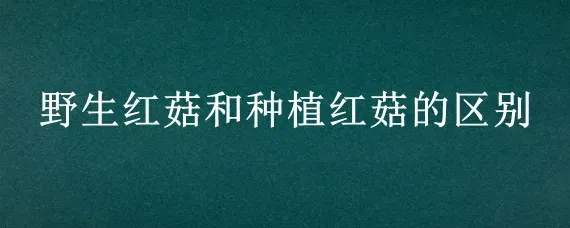 野生红菇和种植红菇的区别