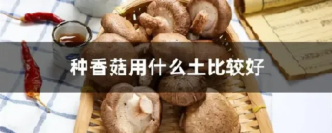 种香菇用什么土比较好