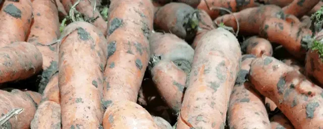 萝卜什么时候种植最好