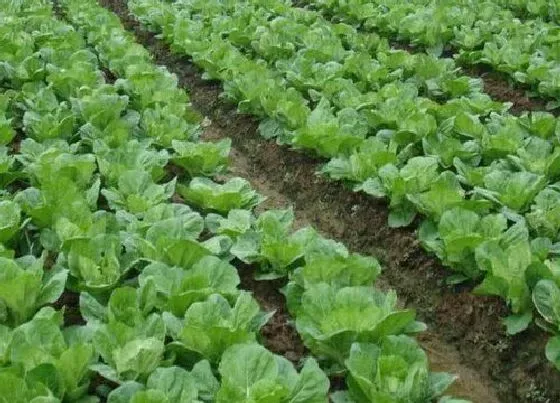 种植前景|大白菜什么时候收获最好 几月份收获