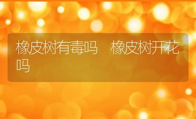 橡皮树有毒吗 橡皮树开花吗 | 养殖资料投稿