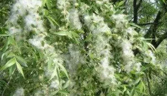 柳絮的功效和作用及禁忌