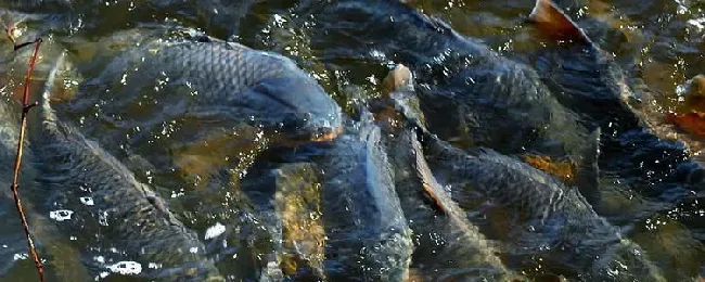 水库钓鲤鱼技巧？