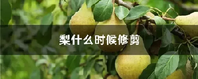 梨什么时候修剪