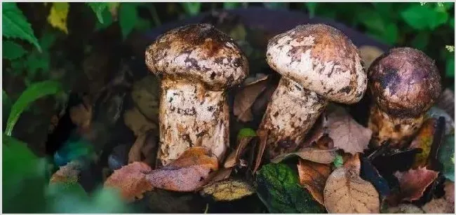 种植松茸一亩可以赚多少钱 | 热门养殖项目