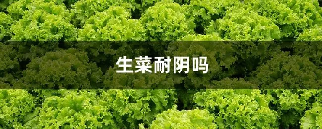 生菜耐阴吗