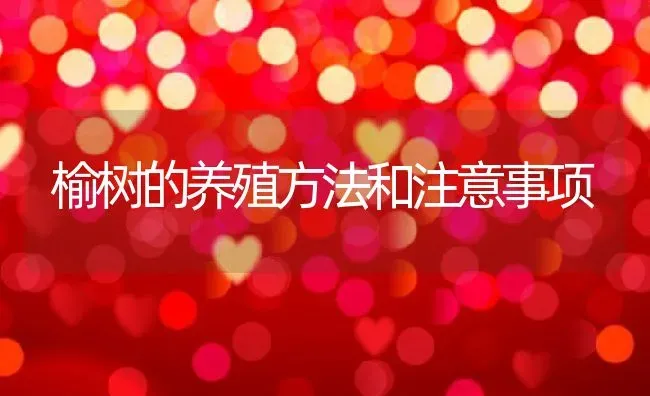 榆树的养殖方法和注意事项 | 养殖资料投稿