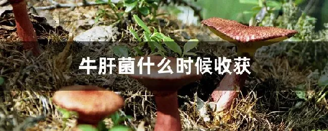 牛肝菌什么时候收获