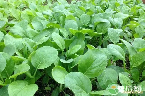 2020年蔬菜种植致富项目推荐 | 养殖赚钱项目