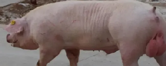 土办法给母猪催奶法还可以用什么药物催奶