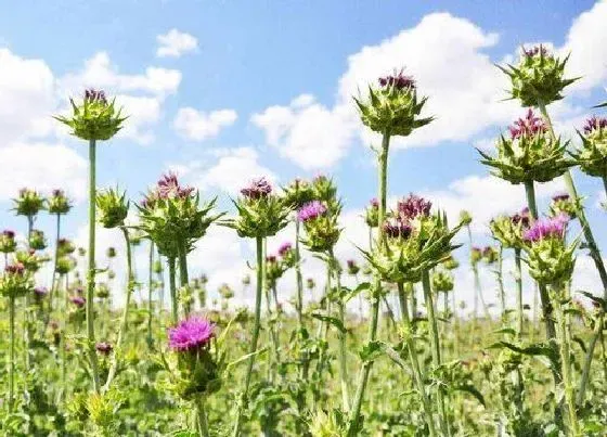 中药材|干旱地区适合种植什么药材 旱地种植什么药材抗旱产量高