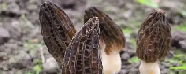 羊肚菌种植技术菌种哪里有售？种植10亩需多少成本