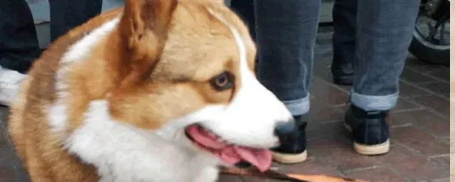 幼犬一天喂几次