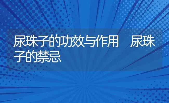 尿珠子的功效与作用 尿珠子的禁忌 | 养殖资料投稿