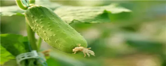 黄瓜弯瓜是什么原因,缺什么肥?
