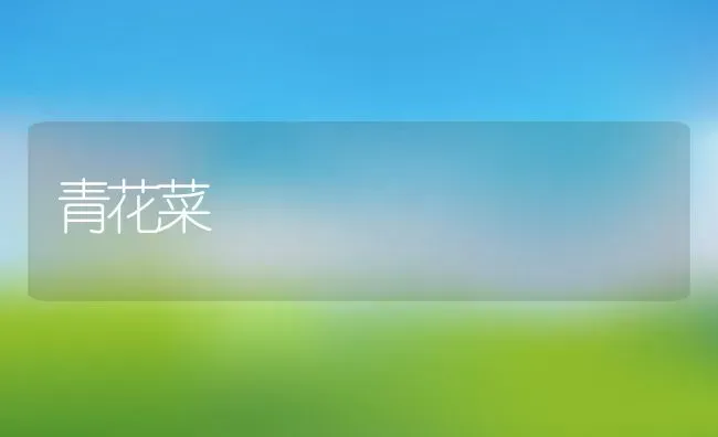 青花菜 | 养殖资料投稿