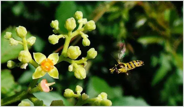 乌蔹莓怎么种植？种植前景怎么样？ | 农业养殖资讯