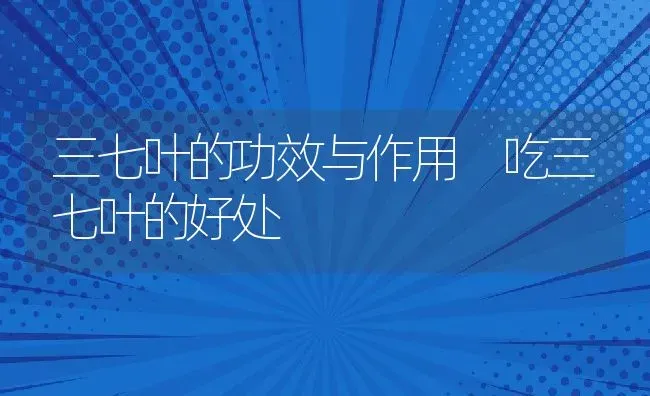 三七叶的功效与作用 吃三七叶的好处 | 养殖资料投稿