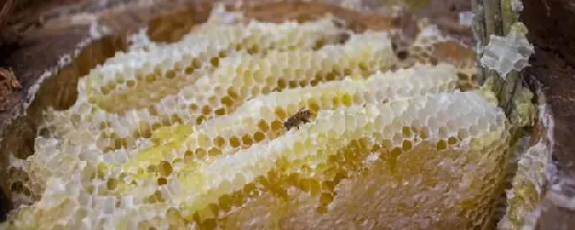 蜂巢蜜是怎么生产的？