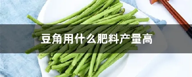 豆角用什么肥料产量高