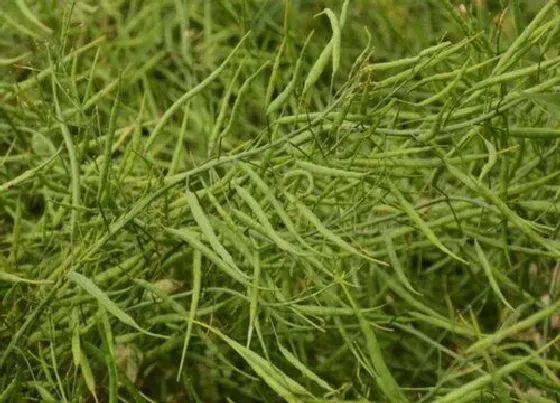 种植前景|油菜籽亩产量一般多少斤 一亩油菜的成本和利润